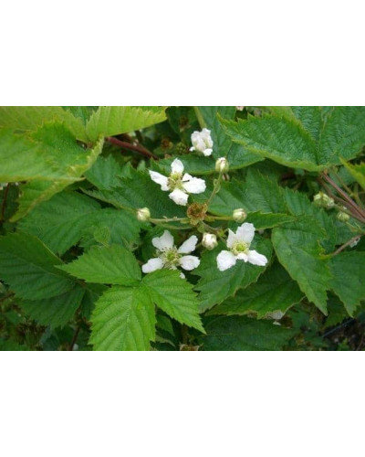 Ожина безколючкова Смутстем | Rubus fruticosus Smutstem | Ежевика бесшипная Смутстем