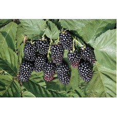 Ожина безколючкова Смутстем | Rubus fruticosus Smutstem | Ежевика бесшипная Смутстем