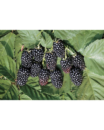 Ожина безколючкова Смутстем | Rubus fruticosus Smutstem | Ежевика бесшипная Смутстем
