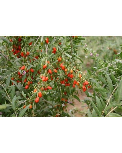 Годжі Тибетський | Lucium barbarum Tibetskiy | Годжи Тибетский