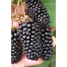 Ожина безколючкова Натчез | Rubus fruticosus Natchez | Ежевика безколючковая Натчез