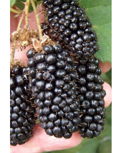 Ожина безколючкова Натчез | Rubus fruticosus Natchez | Ежевика безколючковая Натчез