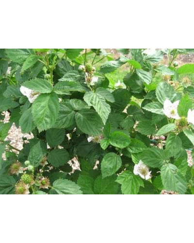 Ожина безколючкова Натчез | Rubus fruticosus Natchez | Ежевика безколючковая Натчез