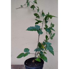 Ожина безколючкова Натчез | Rubus fruticosus Natchez | Ежевика безколючковая Натчез