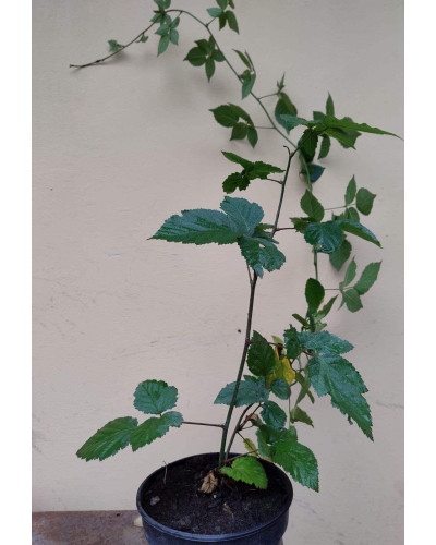 Ожина безколючкова Натчез | Rubus fruticosus Natchez | Ежевика безколючковая Натчез