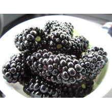 Ожина безколючкова Натчез | Rubus fruticosus Natchez | Ежевика безколючковая Натчез