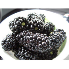 Ожина безколючкова Натчез | Rubus fruticosus Natchez | Ежевика безколючковая Натчез