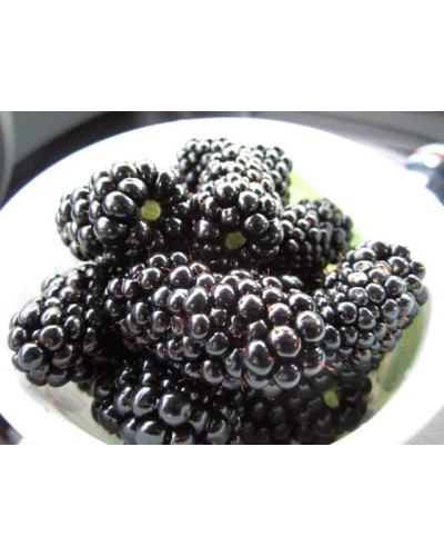 Ожина безколючкова Натчез | Rubus fruticosus Natchez | Ежевика безколючковая Натчез