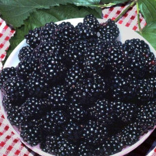 Ожина безколючкова Натчез | Rubus fruticosus Natchez | Ежевика безколючковая Натчез