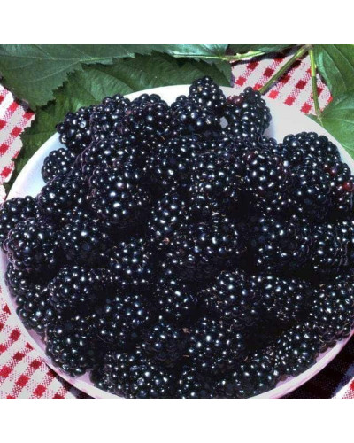 Ожина безколючкова Натчез | Rubus fruticosus Natchez | Ежевика безколючковая Натчез