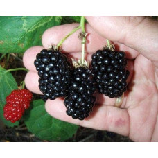 Ожина безколючкова Натчез | Rubus fruticosus Natchez | Ежевика безколючковая Натчез
