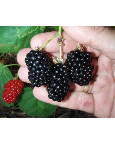 Ожина безколючкова Натчез | Rubus fruticosus Natchez | Ежевика безколючковая Натчез