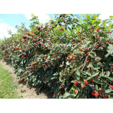 Ожина безколючкова Натчез | Rubus fruticosus Natchez | Ежевика безколючковая Натчез