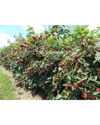 Ожина безколючкова Натчез | Rubus fruticosus Natchez | Ежевика безколючковая Натчез