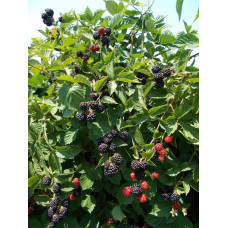 Ожина безколючкова Натчез | Rubus fruticosus Natchez | Ежевика безколючковая Натчез
