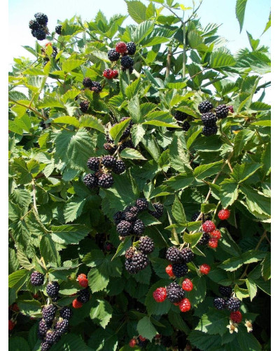 Ожина безколючкова Натчез | Rubus fruticosus Natchez | Ежевика безколючковая Натчез