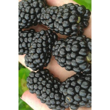 Ожина безколючкова Коламбія Стар | Rubus fruticosus Columbia Star | Blackberry Columbia Star | Ежевика бесшипная Коламбия Стар