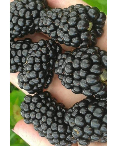 Ожина безколючкова Коламбія Стар | Rubus fruticosus Columbia Star | Blackberry Columbia Star | Ежевика бесшипная Коламбия Стар