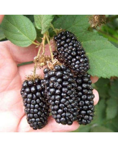Ожина безколючкова Коламбія Стар | Rubus fruticosus Columbia Star | Blackberry Columbia Star | Ежевика бесшипная Коламбия Стар