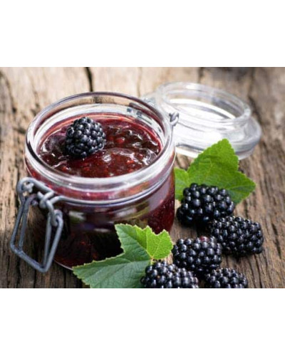 Ожина безколючкова Коламбія Стар | Rubus fruticosus Columbia Star | Blackberry Columbia Star | Ежевика бесшипная Коламбия Стар