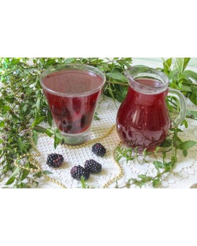 Ожина безколючкова Коламбія Стар | Rubus fruticosus Columbia Star | Blackberry Columbia Star | Ежевика бесшипная Коламбия Стар