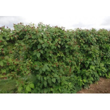 Ожина безколючкова Коламбія Стар | Rubus fruticosus Columbia Star | Blackberry Columbia Star | Ежевика бесшипная Коламбия Стар
