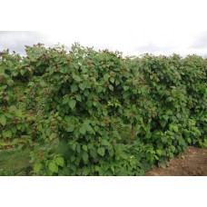 Ожина безколючкова Коламбія Стар | Rubus fruticosus Columbia Star | Blackberry Columbia Star | Ежевика бесшипная Коламбия Стар