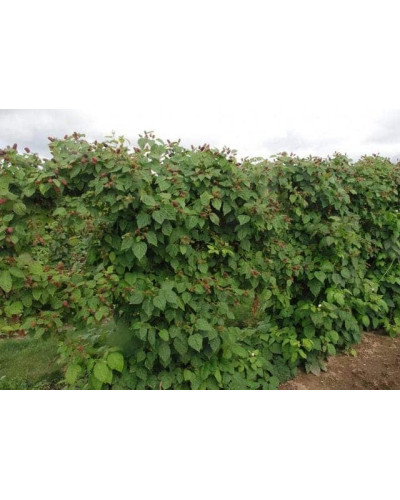 Ожина безколючкова Коламбія Стар | Rubus fruticosus Columbia Star | Blackberry Columbia Star | Ежевика бесшипная Коламбия Стар