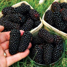 Ожина безколючкова Коламбія Стар | Rubus fruticosus Columbia Star | Blackberry Columbia Star | Ежевика бесшипная Коламбия Стар