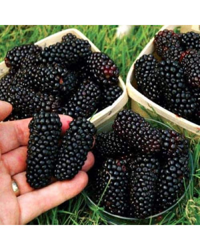 Ожина безколючкова Коламбія Стар | Rubus fruticosus Columbia Star | Blackberry Columbia Star | Ежевика бесшипная Коламбия Стар