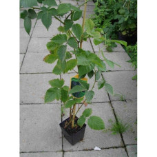 Ожина безколючкова Коламбія Стар | Rubus fruticosus Columbia Star | Blackberry Columbia Star | Ежевика бесшипная Коламбия Стар