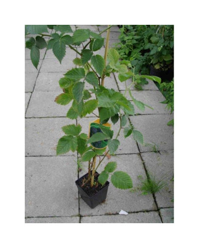 Ожина безколючкова Коламбія Стар | Rubus fruticosus Columbia Star | Blackberry Columbia Star | Ежевика бесшипная Коламбия Стар