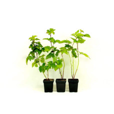 Ожина безколючкова Коламбія Стар | Rubus fruticosus Columbia Star | Blackberry Columbia Star | Ежевика бесшипная Коламбия Стар