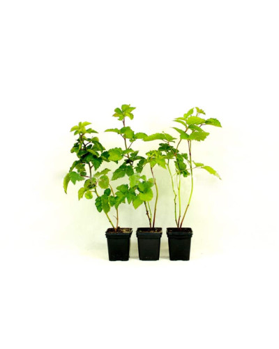 Ожина безколючкова Коламбія Стар | Rubus fruticosus Columbia Star | Blackberry Columbia Star | Ежевика бесшипная Коламбия Стар