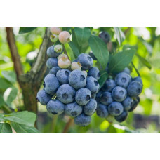 Лохина високоросла Чандлер | Vaccinium corymbosum Chandler | Голубика высокорослая Чандлер