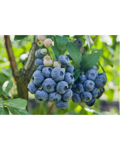 Лохина високоросла Чандлер | Vaccinium corymbosum Chandler | Голубика высокорослая Чандлер