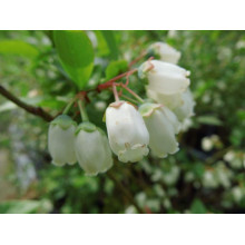 Лохина високоросла Чандлер | Vaccinium corymbosum Chandler | Голубика высокорослая Чандлер