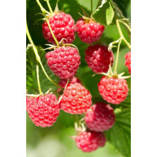 Малина Глен Ампл (літня) | Rubus idaeus Glen Ample | Малина Глен Ампл (летняя)