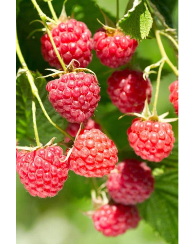 Малина Глен Ампл (літня) | Rubus idaeus Glen Ample | Малина Глен Ампл (летняя)