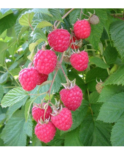 Малина Глен Ампл (літня) | Rubus idaeus Glen Ample | Малина Глен Ампл (летняя)