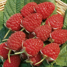 Малина Глен Ампл (літня) | Rubus idaeus Glen Ample | Малина Глен Ампл (летняя)