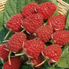 Малина Глен Ампл (літня) | Rubus idaeus Glen Ample | Малина Глен Ампл (летняя)