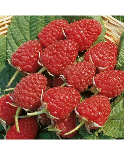 Малина Глен Ампл (літня) | Rubus idaeus Glen Ample | Малина Глен Ампл (летняя)