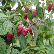 Малина Глен Ампл (літня) | Rubus idaeus Glen Ample | Малина Глен Ампл (летняя)