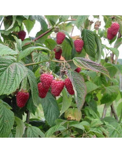 Малина Глен Ампл (літня) | Rubus idaeus Glen Ample | Малина Глен Ампл (летняя)