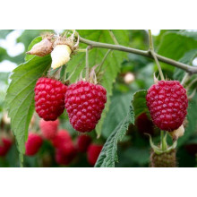 Малина Глен Ампл (літня) | Rubus idaeus Glen Ample | Малина Глен Ампл (летняя)