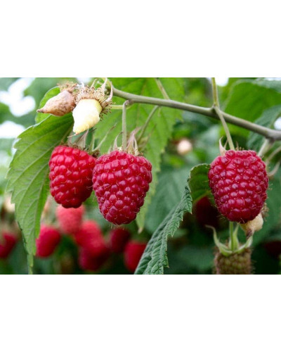 Малина Глен Ампл (літня) | Rubus idaeus Glen Ample | Малина Глен Ампл (летняя)
