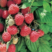 Малина Глен Ампл (літня) | Rubus idaeus Glen Ample | Малина Глен Ампл (летняя)