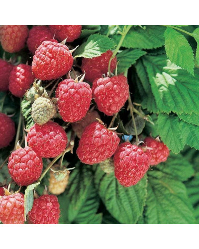 Малина Глен Ампл (літня) | Rubus idaeus Glen Ample | Малина Глен Ампл (летняя)