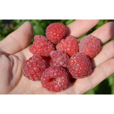 Малина Глен Ампл (літня) | Rubus idaeus Glen Ample | Малина Глен Ампл (летняя)